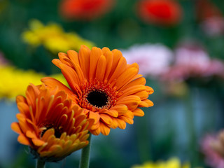 orange flower