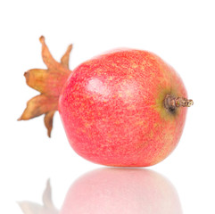 Young pomegranate fruit