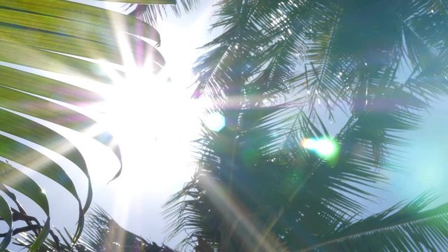 Tropical plant partially blocking bright sun. Palm in background. Costa Rica.