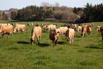 Obraz na płótnie Canvas Jersey cows on a field