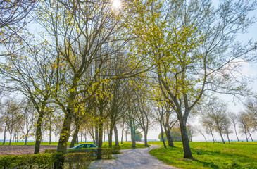 Foliage of trees below a blue cloudy sky in sunlight in spring