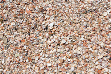 Pebbles and seashells background