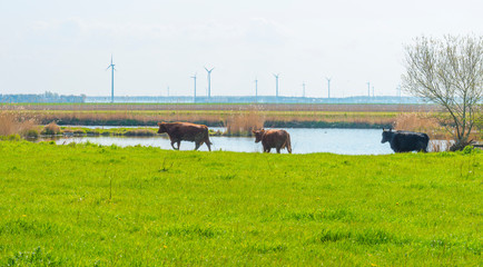 Cows in a green meadow along a lake in sunlight in spring