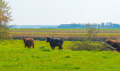 Fototapeta na wymiar Cows in a green meadow along a lake in sunlight in spring