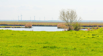 Fototapeta na wymiar Reed along the edge of a lake below a blue sky in spring