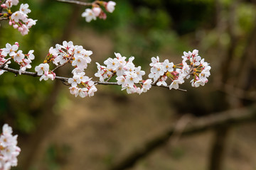 Cherry blossom in spring for background or copy space for text
