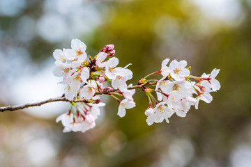 Cherry blossom in spring for background or copy space for text