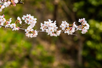 Cherry blossom in spring for background or copy space for text