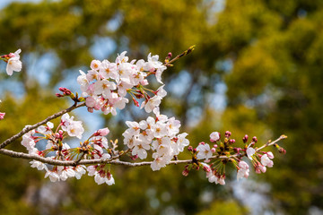 Cherry blossom in spring for background or copy space for text