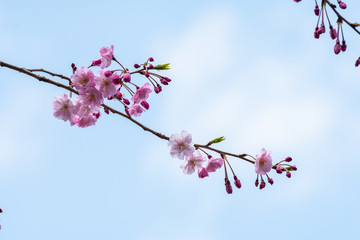 Cherry blossom in spring for background or copy space for text