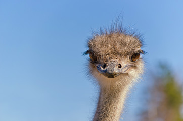 Ostrich Close up portrait with neck, Close up ostrich head against the blue sky. Struthio camelus.