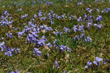 Wild medical violet flower Viola odorata growing on the mountain meadow. Also known as wood violet, sweet violet, English violet, common violet or florist's violet. Natural environment,  sunny day.
