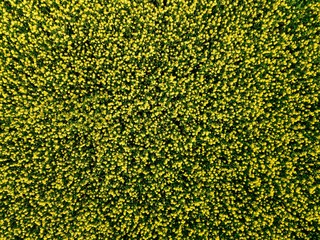Aerial view of blooming yellow rapeseed fields during spring season in Finland
