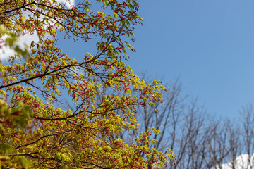 Obraz premium 泉自然公園の』もみじの若葉 千葉県千葉市若葉区