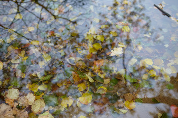 autumn leaves