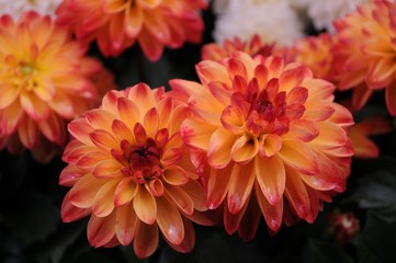 Fire Dahlia