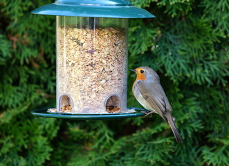 Rotkehlchen,Singvogel,Garten,Futtersilo