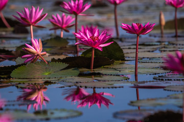 Water lily flowers