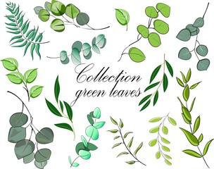 Beautiful green leaves collection on white. Vector illustration
