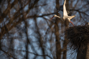 Elegant white stork (Ciconia ciconia) during the nesting season, busy taking care of his little ones