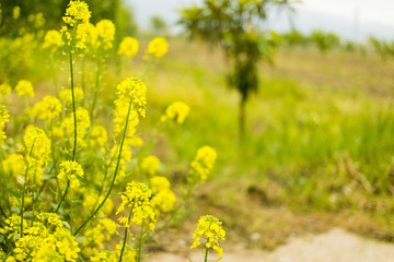 Radish Herb With Blurry Background