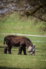Two donkeys definitely not talking to each other