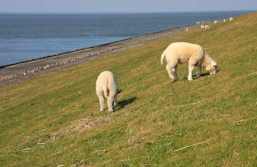 Dike sheeps in Dunsum on island Föhr