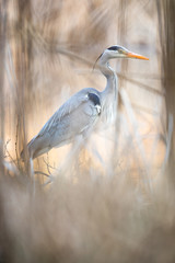 Grey Heron  (Ardea cinerea) - wildlife in its natural habitat