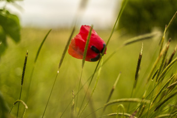 Lonsome Poppy Flower