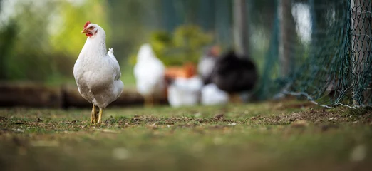 Raamstickers Hen in a farmyard (Gallus gallus domesticus) © lightpoet