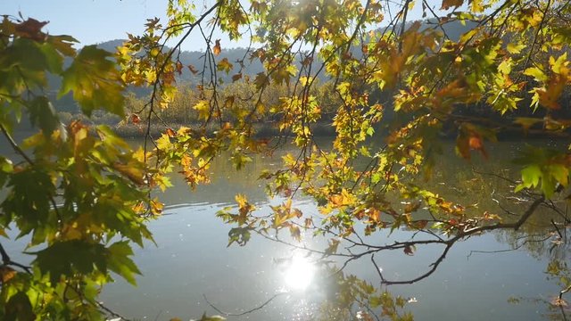 Closeup view of tree and calm lake on background