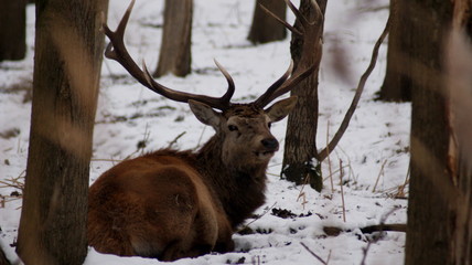 Deer in wintertime