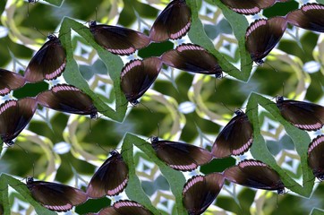 Butterflies & Leaves Kaliedescope 