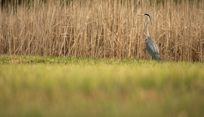 Grey Heron  (Ardea cinerea) - wildlife in its natural habitat
