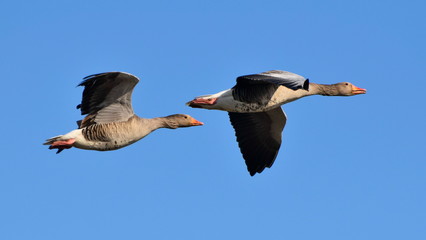 Geese in flight