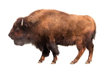 Washable wall murals Bison bison isolated on white