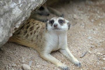 Fototapeta premium The Suricata suricatta or meerkat in cave