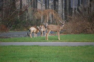 Deer Family