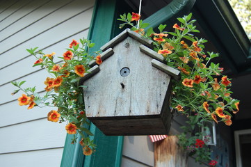 Hanging Plant Calibrachoa