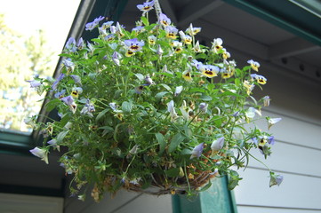 Hanging Plant Violas
