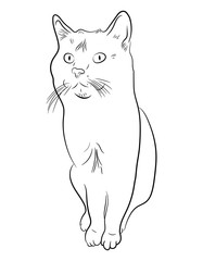 Obraz premium Cat hand-drawn outline, circuit. Vector illustration isolated on white background.