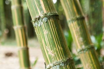 Bamboo branch in beautiful Green Bamboo Forest in the  Natural Forest for Rest and Healing Power.