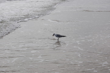 Seagull eating Atlantic Ocean