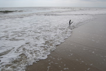 Seagull Surf Atlantic Ocean Flight Wings