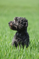 Black male Cockapoo Dog in a greenfield in Springtime.