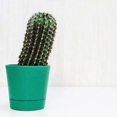 Fresh succulent cactus with  water droplets in green pot on light background with copy space.