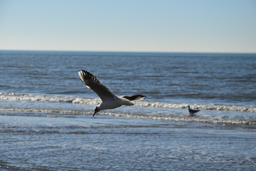 Naklejka premium Seagull at the coast of the Netherlands