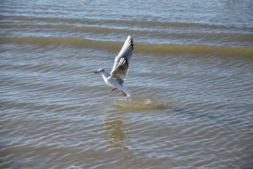 Seagull at the coast of the Netherlands