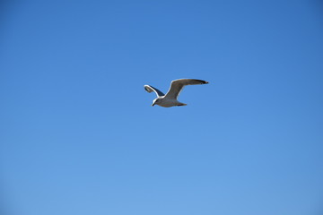 Seagull at the coast of the Netherlands