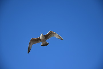 Seagull at the coast of the Netherlands